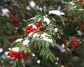 Ashberry