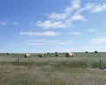 Field