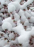 MaySnow
